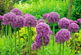 garden.jpg